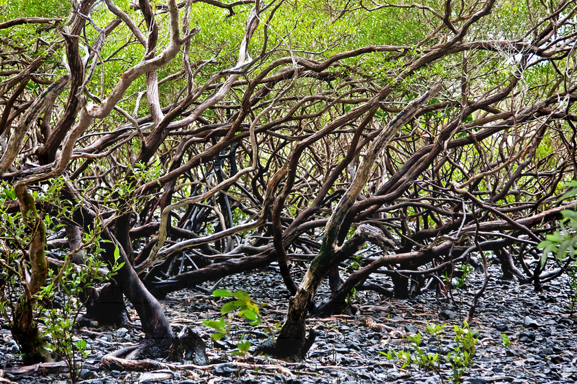 Natural abstracts - Mangrove Trees Cape Tribulation copy