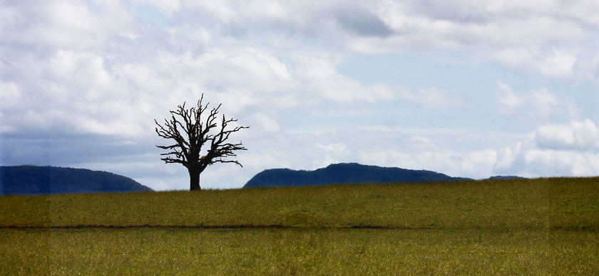Lone Tree, Tinaroo
